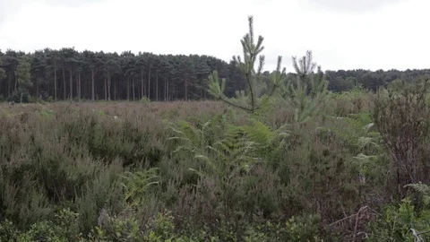 Wild forest in Cannock Chase Stock Footage 112423528