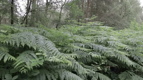 Wild forest in Cannock Chase Stock Footage 112423666