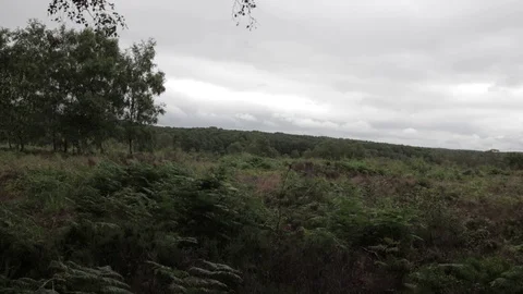 Wild forest in Cannock Chase Stock Footage 112424491