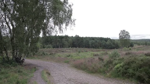 Wild forest in Cannock Chase Stock Footage 112424512
