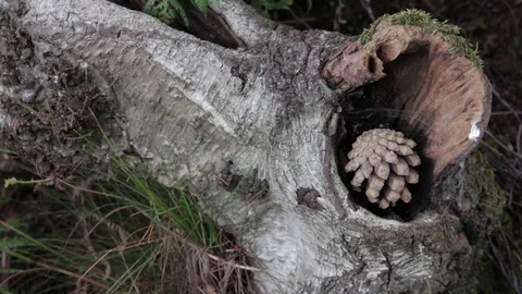 Wild forest in Cannock Chase Stock Footage 112425126