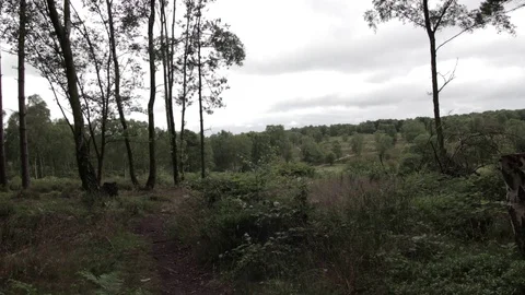 Wild forest in Cannock Chase Stock Footage 112425343