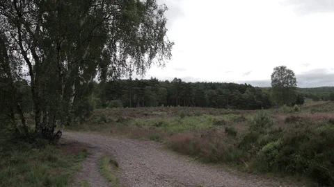 Wild forest in Cannock Chase Stock Footage 112425399