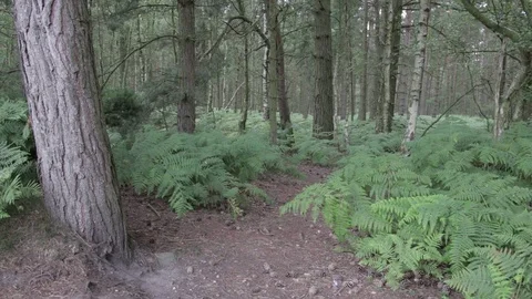 Wild forest in Cannock Chase,forest path Stock Footage 112421628