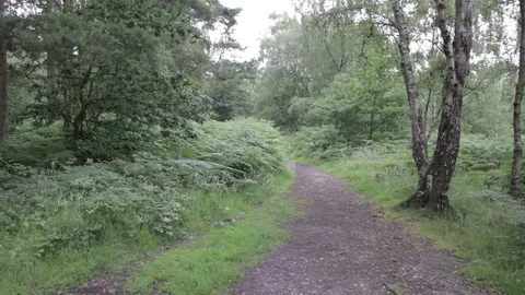 Wild forest in Cannock Chase,forest path Stock Footage 112424336