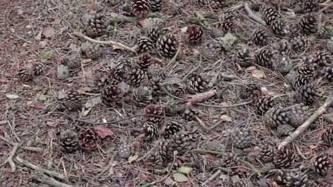 Wild forest in Cannock Chase,tree  bump Stock Footage 112422311