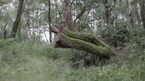 Wild forest in Cannock Chase,tree stump and bump inside Stock Footage 112425534