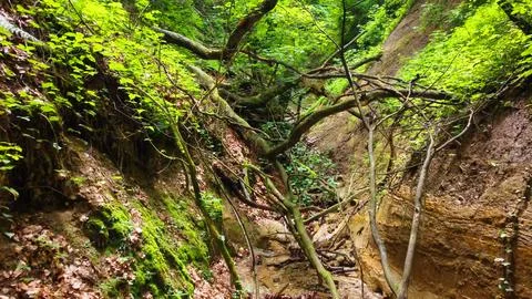 Wild forest canyon Stock Photos