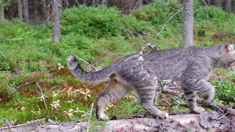 A wild forest cat walks on a fallen tree. a wild gray cat walks in the forest Stock Footage 159826716