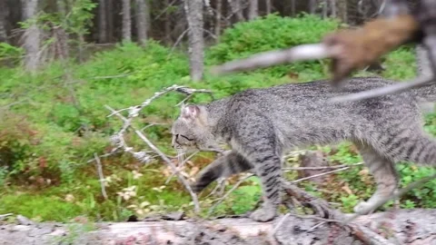 A wild forest cat walks on a fallen tree. a wild gray cat walks in the forest Stock Footage 159827324