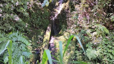 Wild Forest Creek with Moss Stock Footage 313832790