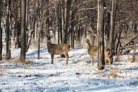 Wild forest deer. Stock Photos