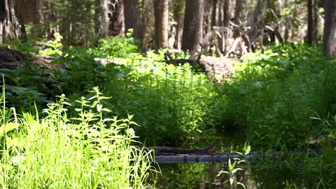 Wild Forest on an Early Spring Day Stock Footage 242024577
