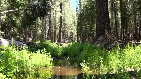 Wild Forest on an Early Spring Day Wide Angle View Stock Footage 242024607