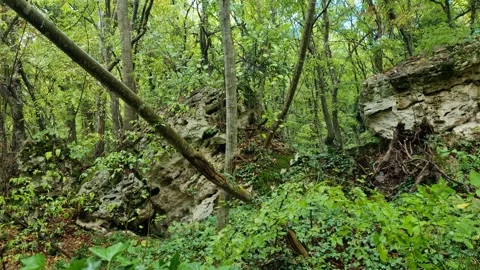 Wild Forest with Fallen Tree and Mossy Rocks in Nature Stock Footage 320161985