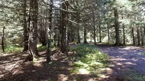 Wild forest fallen tree in the forest. wild forest on mount Hoverla, Ukraine Stock Footage 73539355