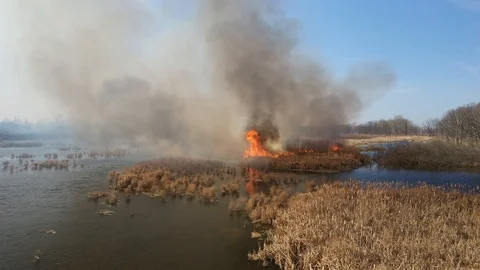 Wild Forest Fire From Drone Australia Stock Footage 127423119