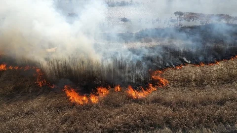Wild Forest Fire For Drone Stock Footage