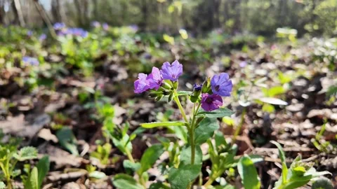 Wild Forest Flowers in Bloom Video stock 307315932