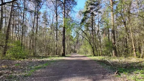 Wild Forest Flowers in Bloom Video stock 307315934