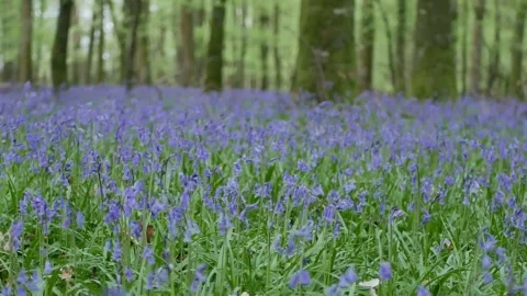 Wild Forest Flowers Blooming during the Spring Stock Footage 153336650