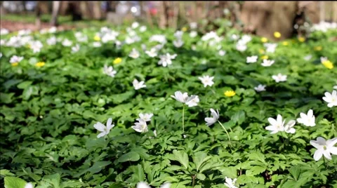 Wild forest flowers Vidéo 4330509