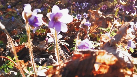 Wild forest flowers Stock-Footage 106802552