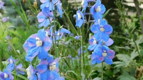 Wild forest flowers Video stock 243326460