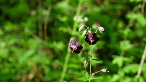 Wild Forest Flowers in Spring Video stock 133073116