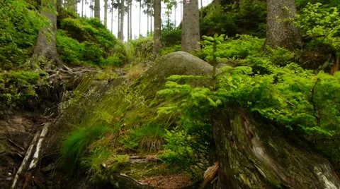 Wild forest Stock Footage 39841935