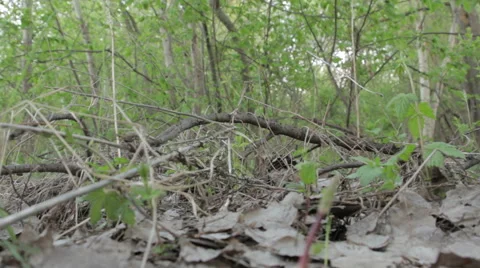 Wild forest Stock Footage 62842686