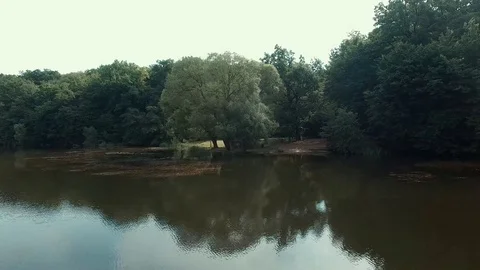 Wild forest Stock Footage 77744232