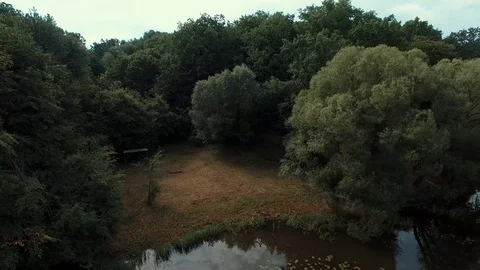 Wild forest Stock Footage 77744437