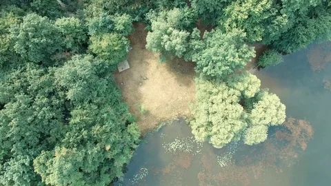 Wild forest Stock Footage 77744532