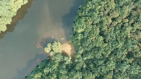 Wild forest Stock Footage 77744753