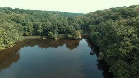 Wild forest Stock Footage 77744782