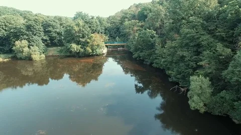 Wild forest Stock Footage 77745708