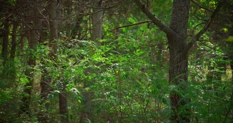Wild Forest Stock Footage 235296986