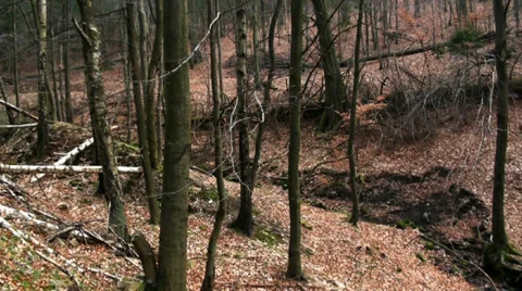 Wild forest of the german Harz mountains Stock Footage 36783489