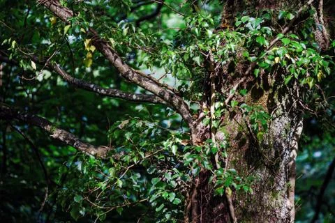 Wild forest inside view, summer time Stock Photos