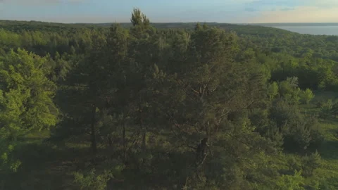 Wild forest lands. Flying close to the treetop. Warm sunset hills Stock Footage 130606782
