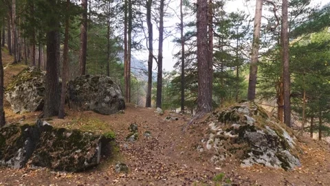 Wild Forest Landscape in North Caucasus, Russia Stock Footage 320852064