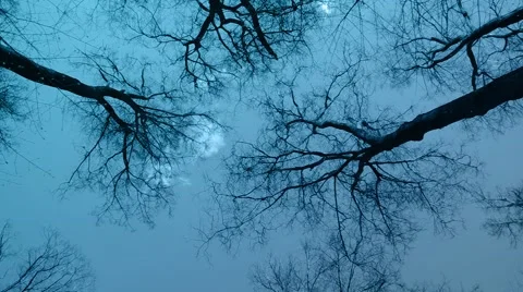 Wild Forest in Moon Light Stock Footage 45900758