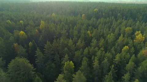 Wild forest in the morning aerial shot Stock Footage