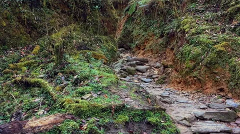 Wild forest mountain nature HD video background. Moss and stones in the ground. Stock Footage 64827881