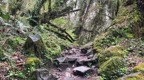 Wild forest mountain nature HD video background. Moss ground and stone road up Stock Footage 64828714