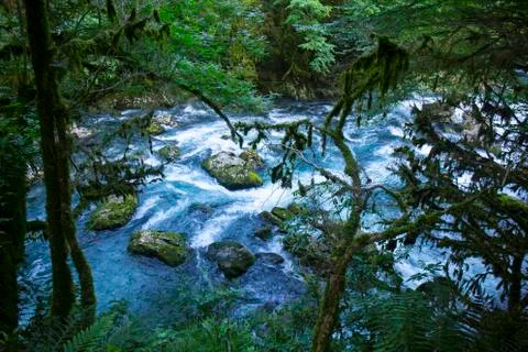 Wild forest with mountain river Stock Photos