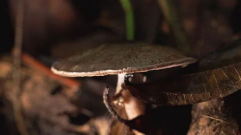 Wild Forest Mushroom Among Fallen Leaves in Tropical Thailand Stock-Footage 335189211