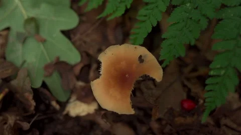 A wild forest mushroom on the ground with bite marks from a deer Vídeo Stock 256660487