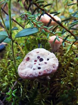 Wild Forest Mushroom with Unique Pattern Growing Among Moss Foto stock